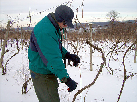 A man works in the snow-covered vineyard pruning vines using pruning shears.