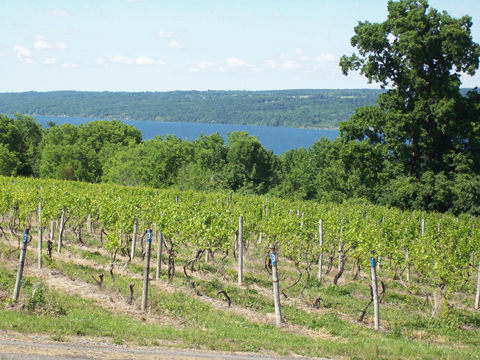 A view of the vineyard, with green foliage and Cayuga Lake in the background.