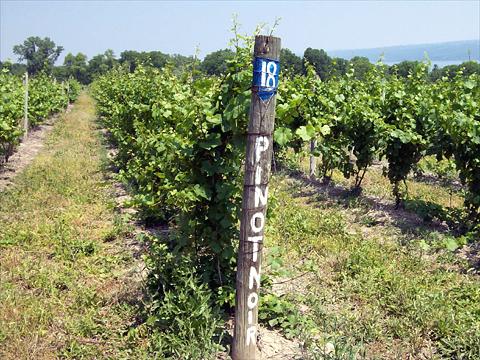 View of the vineyard showing rows of fully-grown grape vines