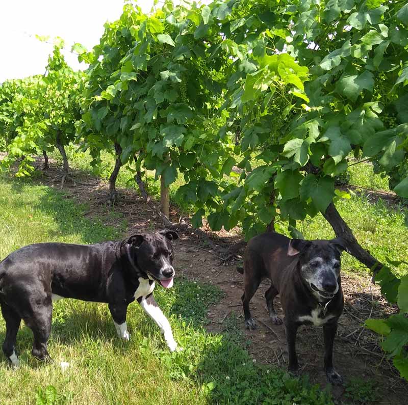 A large black dog with white feet and a large black dog with with accents on its face stand together under grapevines.