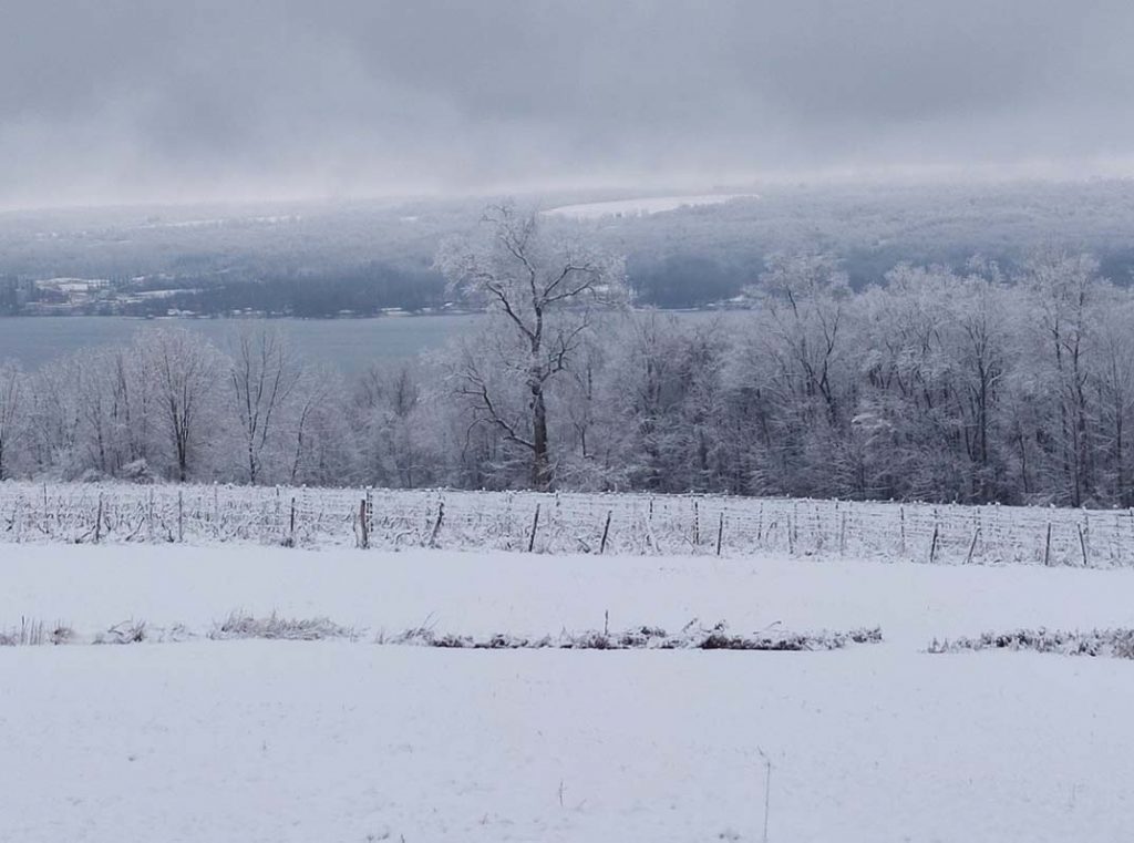 View of the vineyard covered in snow on a cloudy day.