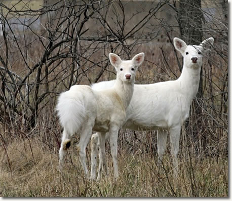 Seneca White Deer