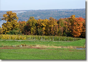 Frontenac Point Vineyard