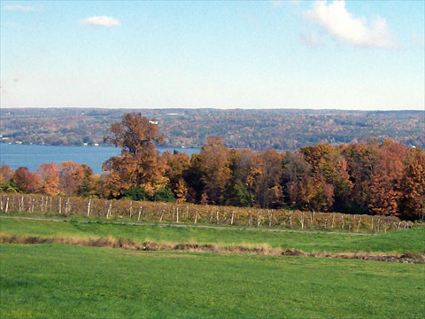 A view of the harvested vineyards with autumn foliage and Cayuga Lake in the background