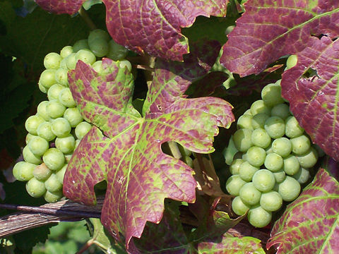 Close-up view of green pinot-noir grapes among green/red grape leaves.