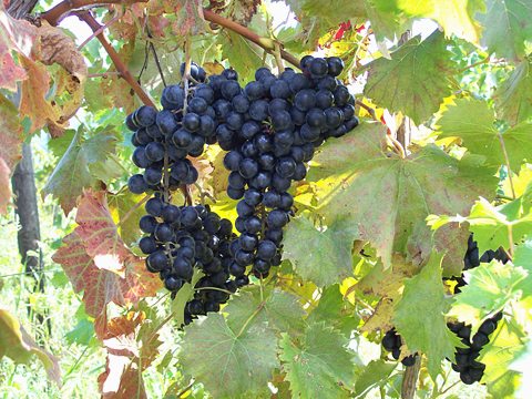 A ripe cluster of red Chambourcin grapes surrounded by grape leaves.