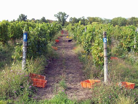 Orange plastic boxes placed on the ground across the vineyard.