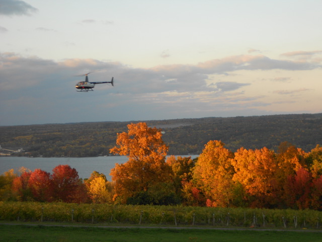A helicopter flies at low altitude over the vineyard