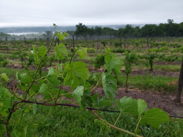 Grape vines with tiny grapes beginning to form, with mist below the vines.